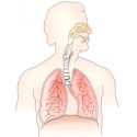 Dýchací cesty